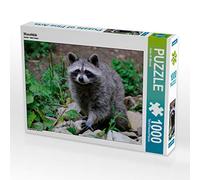 CALVENDO Puzzle Waschbär 1000 Teile Puzzle quer 1000 Pieces 64 x 48 cm from Dieter Wilczek