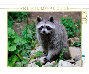 CALVENDO Puzzle Waschbär 1000 Teile Puzzle quer 1000 Pieces 64 x 48 cm from Dieter Wilczek