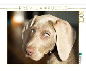 CALVENDO Puzzle Weimaraner 1000 Pieces 64 x 48 cm from Irene Kaltenegger