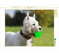 CALVENDO Puzzle Terrier Blanc du West Highland 1000 Pieces 64 x 48 cm from Barbara Mielewczyk