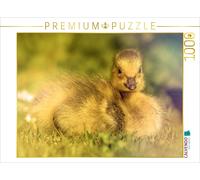 CALVENDO Puzzle With its fluffy look and sweet expression, this duckling will ma