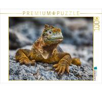 CALVENDO Puzzle Yellow iguana in the Galápagos | 1000 pieces, finished size 25.2