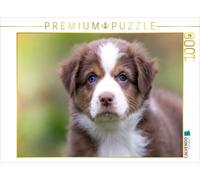 CALVENDO Puzzle Zauberhafter brauner Aussie Welpe mit strahlend blauen Augen | 1