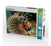 CALVENDO Puzzle Zebra-Strahlenfeuerfisch 1000 Teile Puzzle quer 1000 Pieces 64 x 48 cm from Martin Rauchenwald