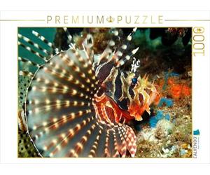 CALVENDO Puzzle Zebra-Strahlenfeuerfisch 1000 Teile Puzzle quer 1000 Pieces 64 x 48 cm from Martin Rauchenwald