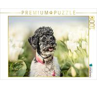 CALVENDO Puzzle Zwergpudel im Tulpenfeld 1000 Teile Puzzle quer 1000 Pieces 64 x 48 cm from boegau