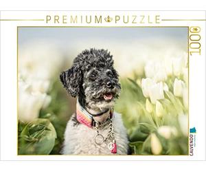 CALVENDO Puzzle Zwergpudel im Tulpenfeld 1000 Teile Puzzle quer 1000 Pieces 64 x 48 cm from boegau