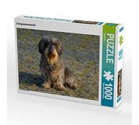 CALVENDO Puzzle Zwergrauhaardackel 1000 Teile Puzzle quer 1000 Pieces 64 x 48 cm from Kattobello
