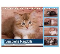 CALVENDO - Ragdolls ludiques - Chats doux en robe de cheveux soyeuse (calendrier de table 2027 DIN A5 couché), calendrier mensuel : petits chats de race cosy et curieux
