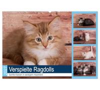 CALVENDO - Ragdolls ludiques - Chats doux en robe de cheveux soyeuse (calendrier mural 2027 DIN A2 couché), calendrier mensuel : petits chats de race cosy et curieux