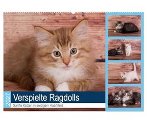 CALVENDO - Ragdolls ludiques - Chats doux en robe de cheveux soyeuse (calendrier mural 2027 DIN A2 couché), calendrier mensuel : petits chats de race cosy et curieux