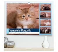 CALVENDO - Ragdolls ludiques - Chats doux en robe de cheveux soyeuse (calendrier mural de qualité supérieure 2027 DIN A2 couché), impression d'art en haute brillance : petits chats de race cosy et