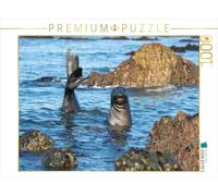 CALVENDO Sabine Smith Puzzle Accueil d'un garçon Éléphant de mer 1000 pièces Taille 64 x 48 cm Photo Puzzle Image