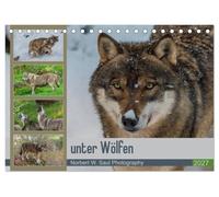 CALVENDO - sous les loups (calendrier de bureau 2027 DIN A5 paysage), calendrier mensuel : loups accompagnés d'un an avec l'appareil photo