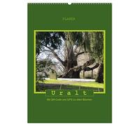 CALVENDO - Uralt - Avec code QR et GPS sur les vieux arbres (calendrier mural 2027 DIN A2 haut), calendrier mensuel : avec code QR et GPS sur les arbres anciens
