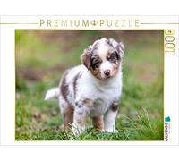 CALVENDO Verena Scholze Puzzle Chiot Aussie avec des Yeux Bleus Brillants et Un Regard touchant 1000 pièces Taille 64 x 48 cm