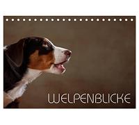 CALVENDO - vue des chiots (calendrier de bureau 2027 DIN A5 paysage) - Calendrier mensuel : les regards des chiots capturés avec l'appareil photo
