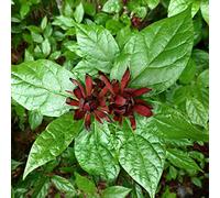 Calycanthus Floridus- Calycanthe;Arbre Pompadour de Floride 40-60 cm en conteneur