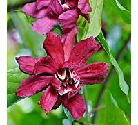 Calycanthus Floridus profumato Giardino Vaso. Pianta 9cm Pianta in Vaso X 1 T & M