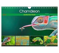 Caméléon - un reptile exotique, Version française (Calendrier mural 2026 DIN A4 portrait), Calendrier CALVENDO mensuel