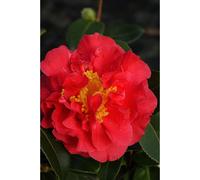 Camélia 'blood of china' taille du pot