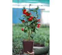 Camélia 'bob hope' taille du pot - en pot de 4 litres (hauteur 40 50 cm)