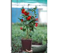 Camélia 'bob hope' taille du pot - en pot de 4 litres (hauteur 40 50 cm)