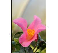 Camelia 'bro wengamp' 15 litres taille du pot - en pot de 15 litres