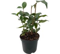 Camélia Camellia japonica Tricolour - Arbuste - Floraison rose, blanche et rouge - Feuillage persistant - 15cm Hauteur 30cm - Pour jardin & terrasse
