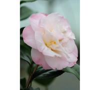 Camélia 'dr tinsley' taille du pot - en