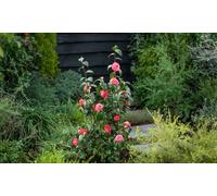 Camélia du Japon : 1