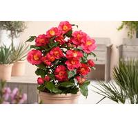 Camélia du Japon 60-70 cm : 1