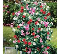 Camélia du Japon (9 cm, Lot de 3) - Arbuste Élégant à Fleurs Rouges, Blanches et Roses