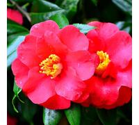 Camélia du Japon - Camellia Japonica 80/100cm - Plante En Pot - Floraison Hiver à Printemps - Hauteur 2 à 4 m - Exposition Mi-ombre Lumineuse