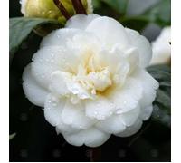 Camélia du Japon 'Nobilissima'Plante à feuilles persistantes Arbuste de jardin Pot 9cm