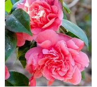 Camélia du Japon ""Triumphans"" (9 cm) - Arbuste Élégant à Floraison Spectaculaire