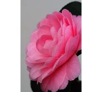 Camélia 'eg waterhouse' taille du pot -