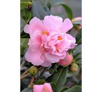 Camélia 'el dorado' taille du pot - en pot de 1 litre