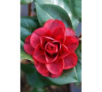 Camélia 'femme fatale ?' taille du pot