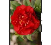 Camelia 'fondation luciano pavarotti' taille du pot - en pot de 1 litre