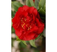 Camelia 'fondation luciano pavarotti' taille du pot - en pot de 4 litres (hauteu