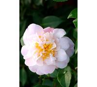 Camélia 'high fragrance' taille du pot - en pot de 5 litres