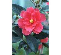 Camélia 'illumination' taille du pot - en pot de 1 litre