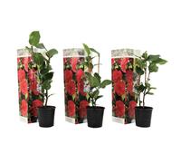 Camélia japanese rose rouge - 3