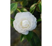 Camélia 'jean paul ii' taille du pot - en pot de 4 litres