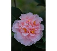 Camélia 'kings ransom' 100-125 cm taille du pot - en pot de 80 litres