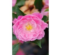 Camélia lady de nantes' taille du pot - en pot de 4 litres