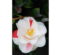 Camélia 'lady vansittart' taille du pot