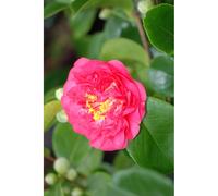 Camélia 'mrs r.l. Wheeler' taille du po