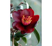 Camélia 'night rider' taille du pot - e